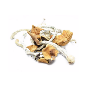 Dried Shrooms