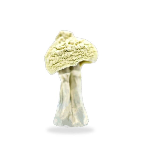 Albino Zilla Magic Mushrooms