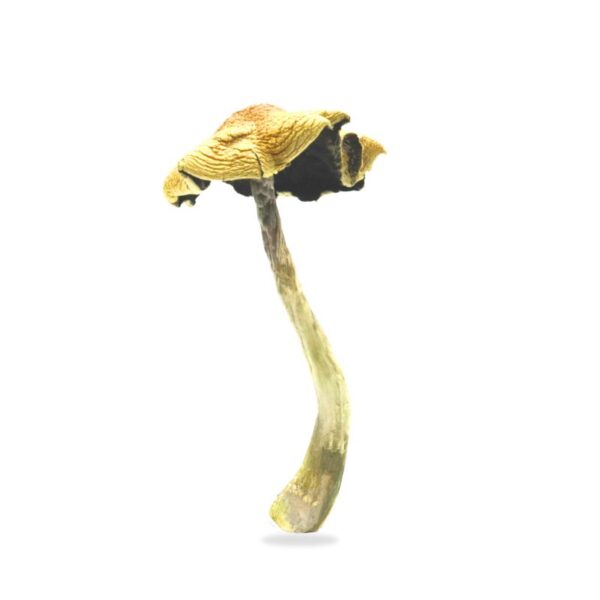 Mazatapec Magic Mushrooms